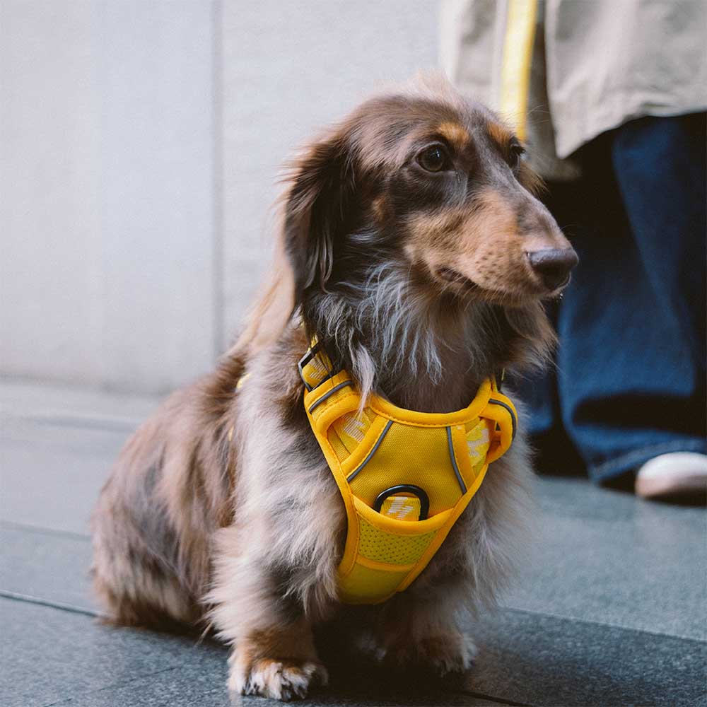 Reflective Adjustable Outdoor Dog Harness - Flexi Walker