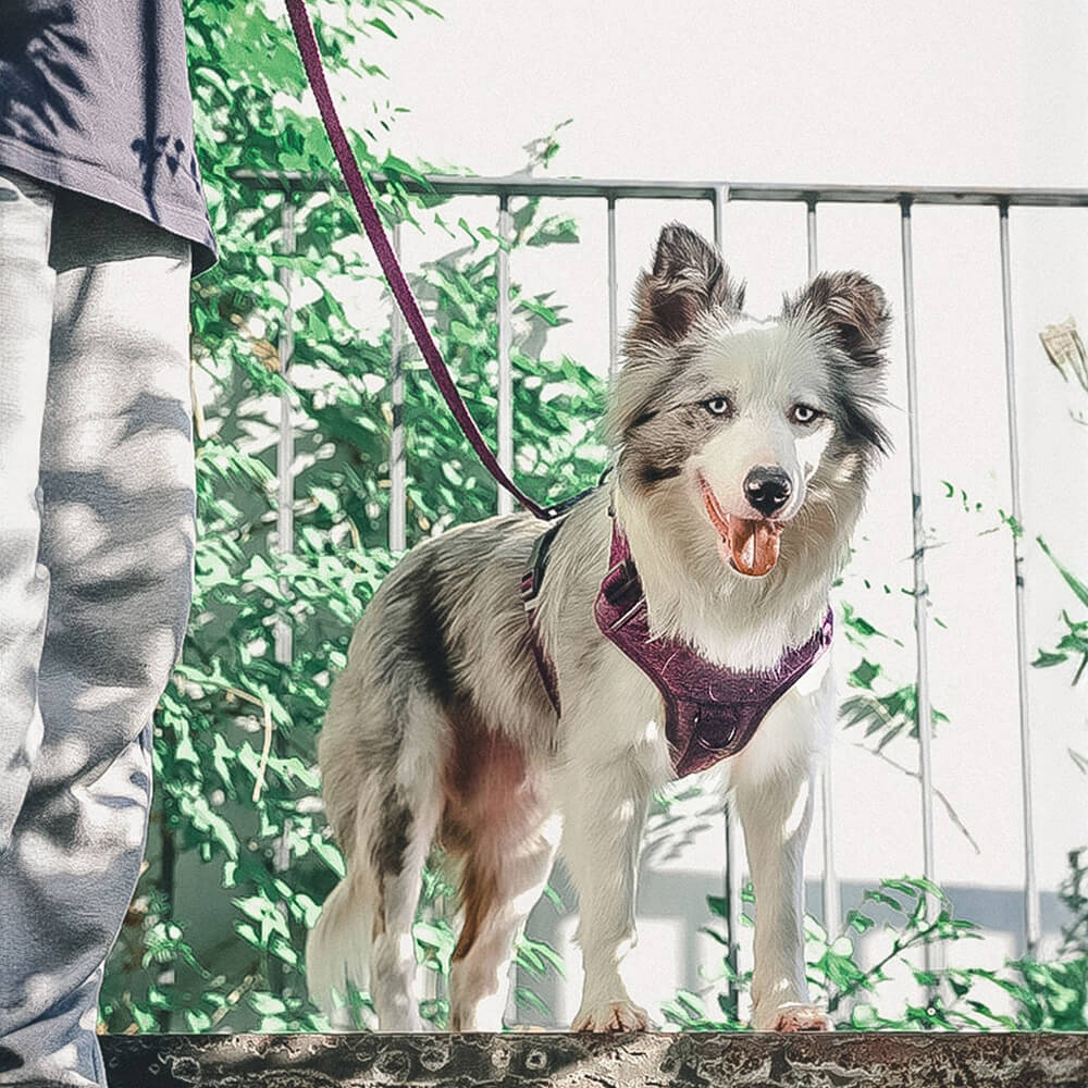 Recycled Fabric No-Pull Dog Harness/Lead