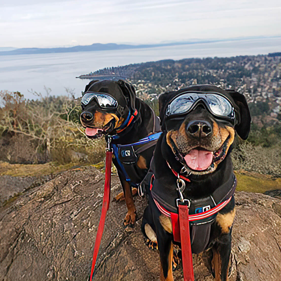 Goggles For Big Cool Dog