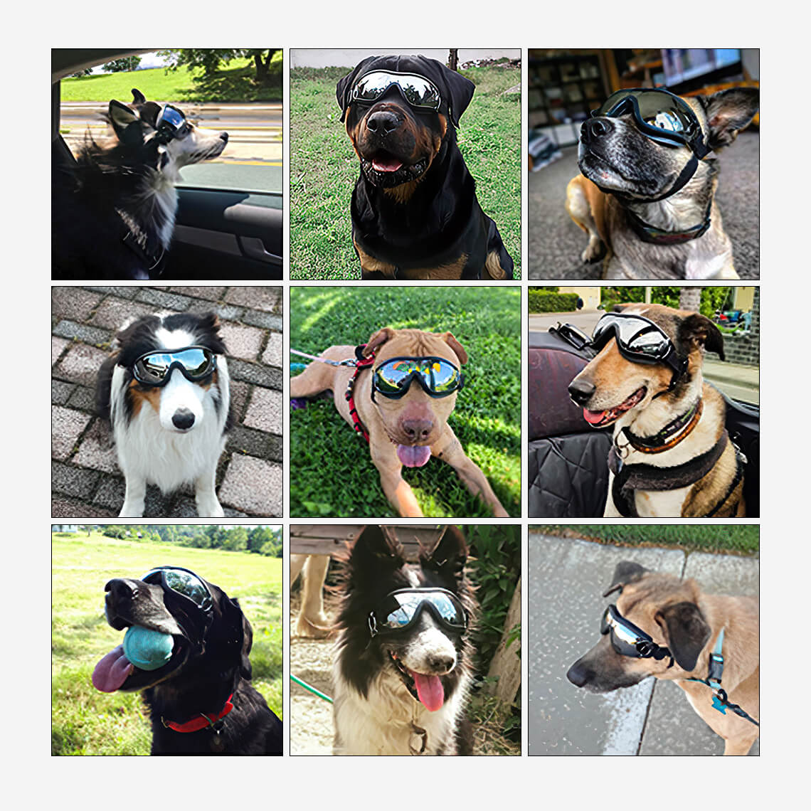 Goggles For Big Cool Dog