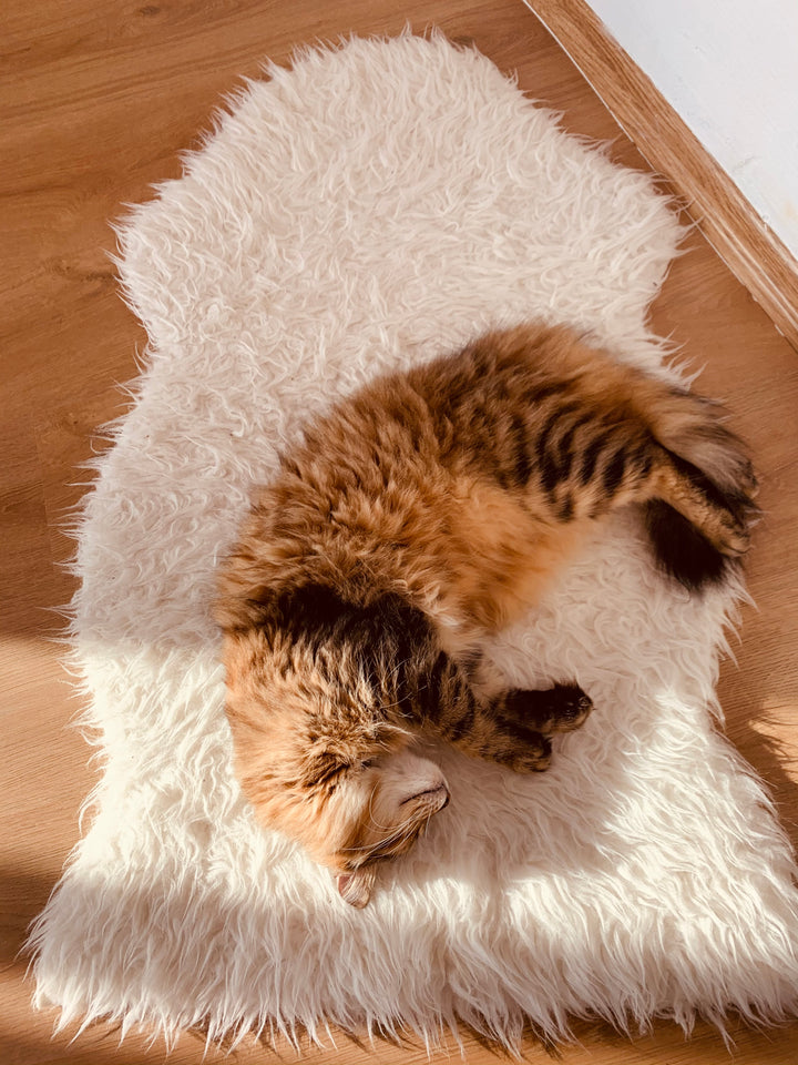 BEDS & BLANKETS
